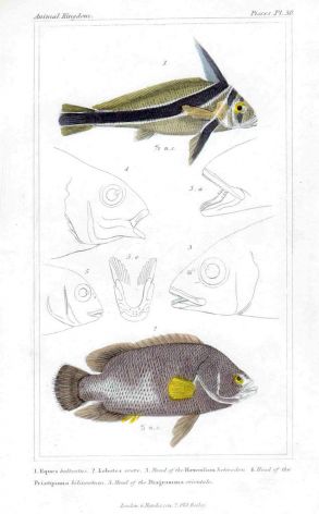 THE RIBBON FISH & TRIPLETAIL print