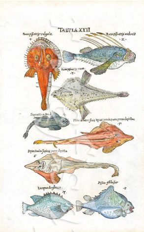 ALDROVANDI RARE WOODCUT ENGRAVING - ANGLER, BATFISH, ANGEL SHARK, LUMPFISH 1647