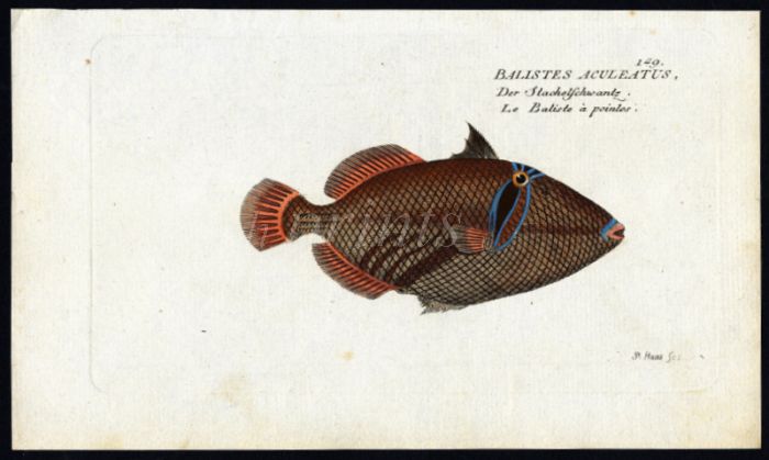 THE BLACKBAR TRIGGERFISH print (Balistes Aculeatus)