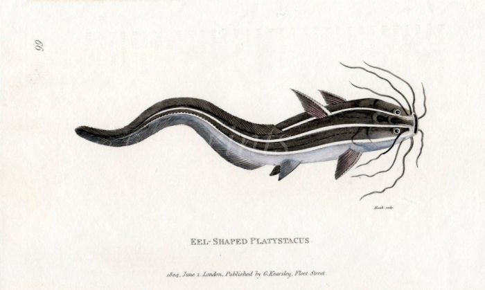 THE EEL-SHAPED PLATYSTACUS catfish