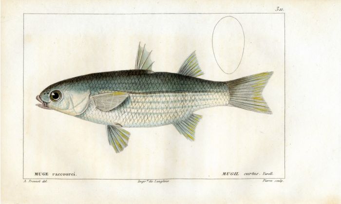 CUVIER - THE GREY MULLET fish print