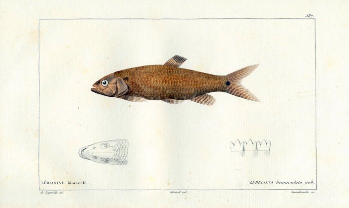 THE TWOSPOT LEBIASINA fish print