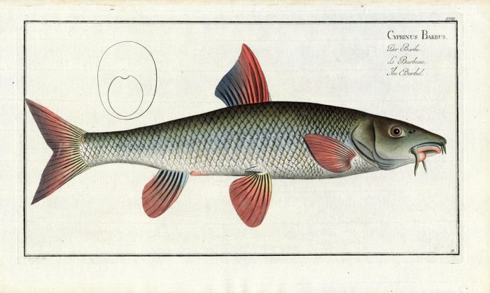 THE BARBEL Bloch fish print 1758 (Cyprinus Barbus)