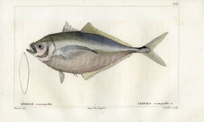 CUVIER - AMBERJACK fish print