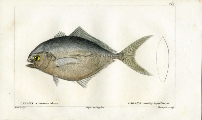 CUVIER - THE BLUNT NOSE JACK fish print