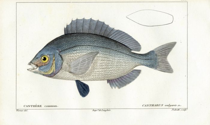CUVIER - THE BLACK SEA BREAM fish print