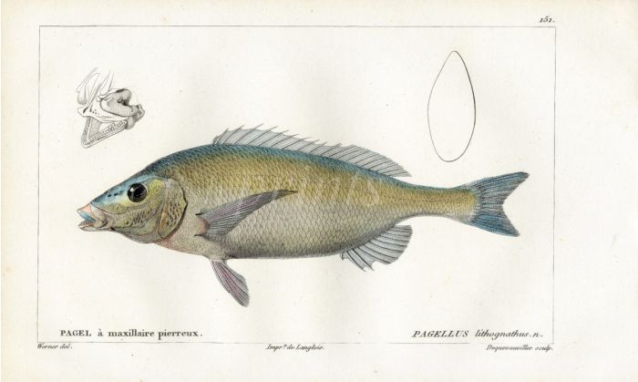 CUVIER - THE PAGELLUS fish print