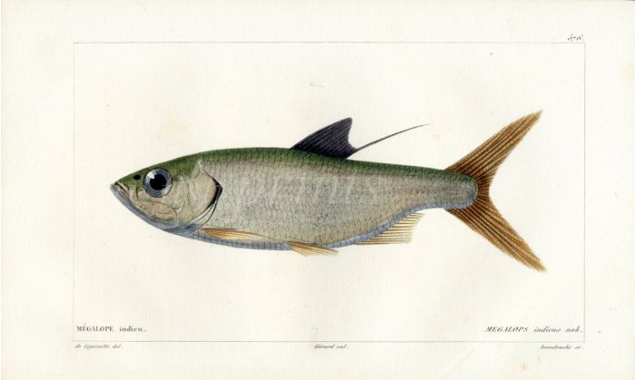 CUVIER - THE TARPON fish print