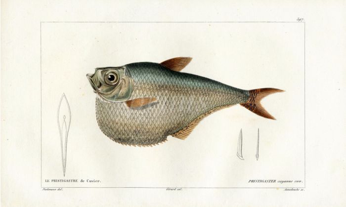 CUVIER - THE AMAZON HATCHET HERRING fish print