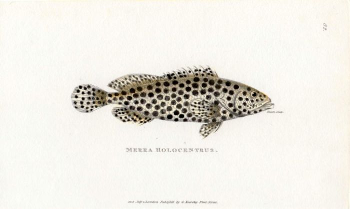 THE MERRA HOLOCENTRUS print