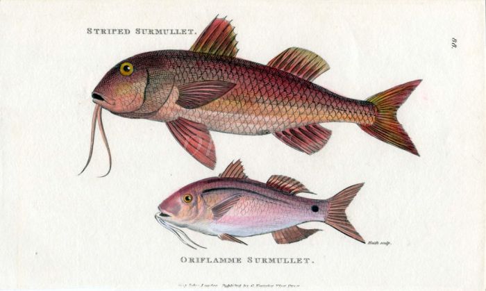 THE STRIPED RED MULLET & ORIFLAMME SURMULLET print