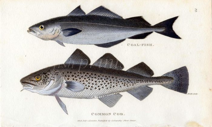 THE COALFISH & COMMON COD print