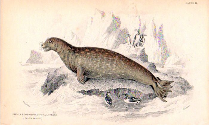 PHOCA LEOPARDINA - THE SEA LEOPARD print