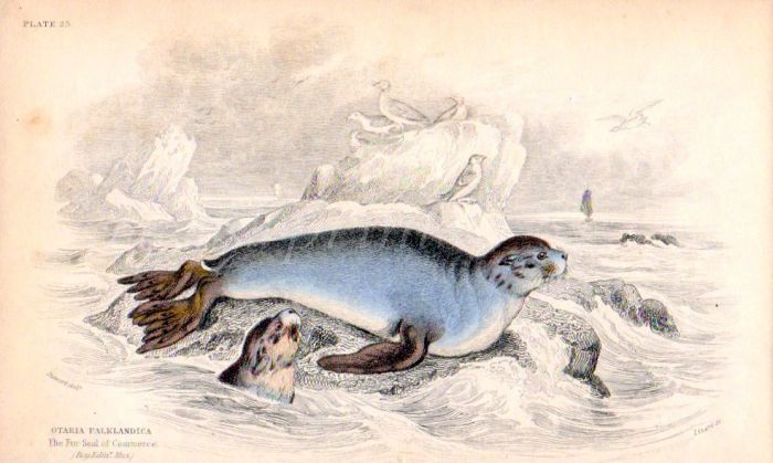 OSTARIA FALKLANDICA - THE FUR SEAL print