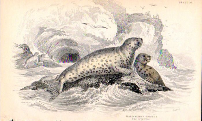 GRISEUS - THE GREY SEAL print