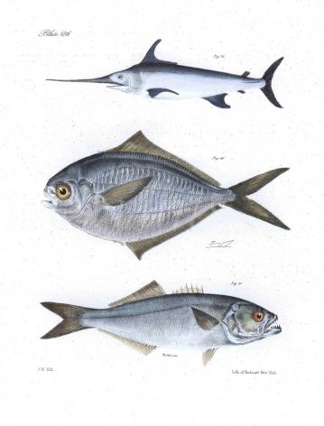 THE SWORDFISH, HARVEST & BLUEFISH fish print