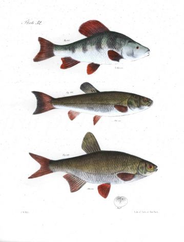 CHUBSUCKER, BLACKHEADED DACE, VARIEGATED BREAM fish print