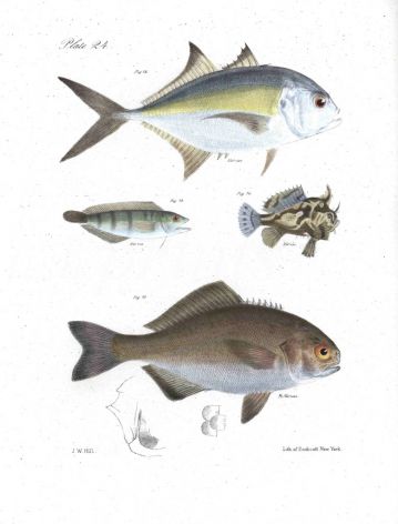 CARANX, CHASMODES, MOUSEFISH, BLACK PILOT print