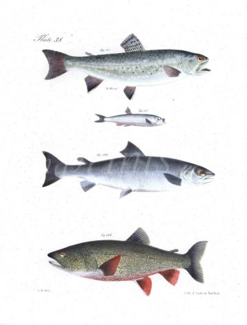 BROOK TROUT,  ARGENTINE, SEA & LAKE SALMON, TROUT fish print