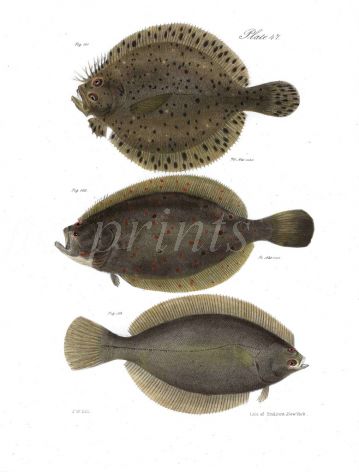 TURBOT, FLOUNDER, PIGMY FLATFISH print