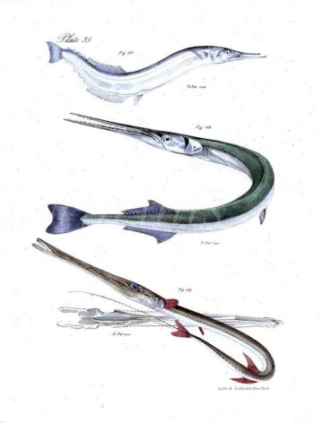 THE BILLFISH, GARFISH & PIPEFISH print