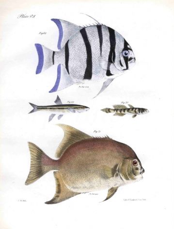 BANDED EPHIPPUS, DACE, GOBY, MOONFISH print
