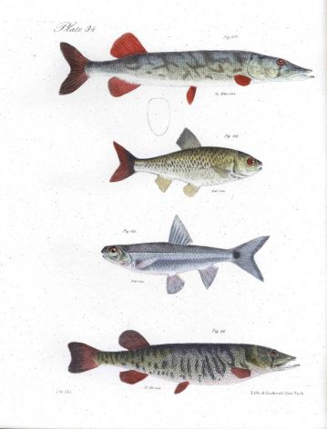 COMMON & BANDED PICKEREL, DACE, SPAWNEATER fish print