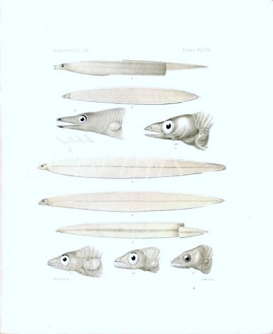 ATYPICHTHYS SICARIUS, CINTUS, DENTATUS, FALCIDENS, ACUS  - Garman deep sea fish print