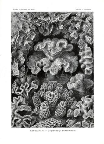 HAECKEL - HEXACORALLA -  FLOWER LIKE ANIMALS  CORALS print 1899 - 1904