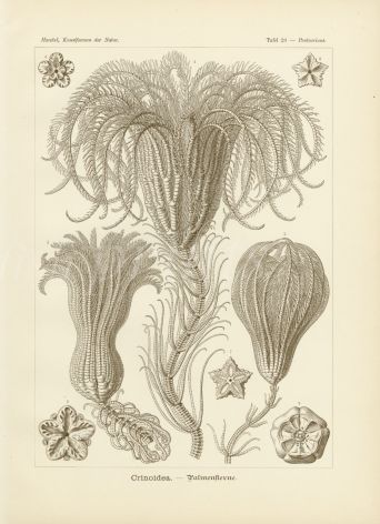 HAECKEL - CRINOIDEA - SEA LILIES - SEA FEATHERS - STARFISHES print 1899 -1904
