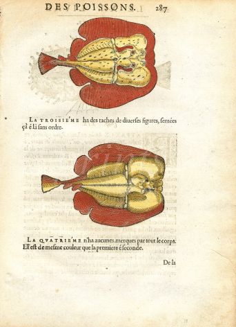 RONDELET FISH PRINT - TORPEDO RAYS - WOODCUT 1558
