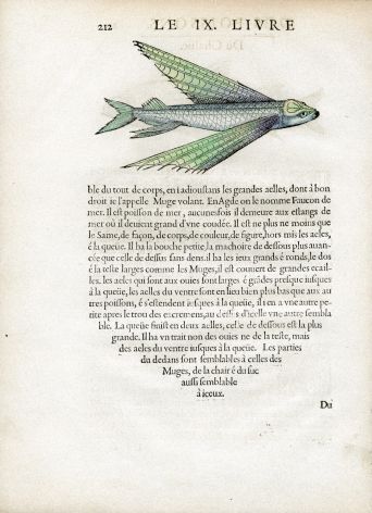RONDELET FISH PRINT - THE FLYING FISH - WOODCUT 1558