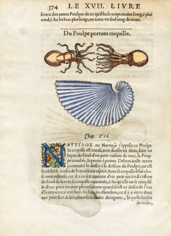 RONDELT MARINE LIFE - ARGONAUT OCTOPUS PAPER NAUTILUS PRINT - WOODCUT 1558