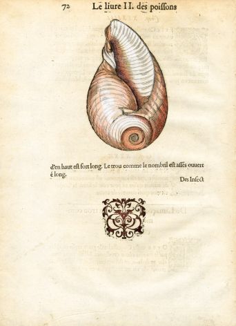 RONDELT MARINE LIFE -  LIMAÇON   SHELL PRINT - WOODCUT 1558