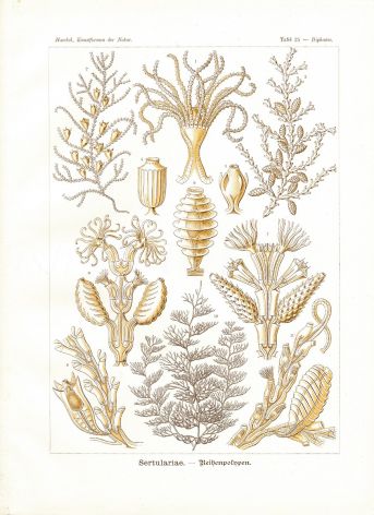 HAECKEL - SERTULARIA - HYDROZOA print 1899 -1904