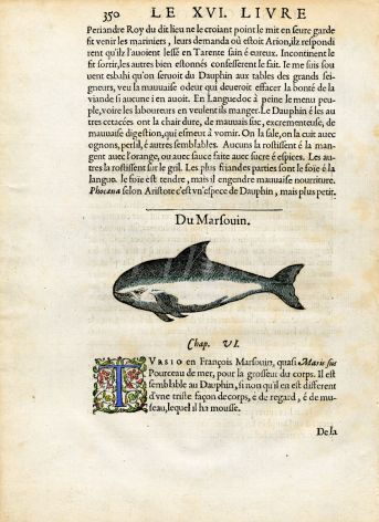RONDELT MARINE LIFE - PORPOISE PRINT - WOODCUT 1558