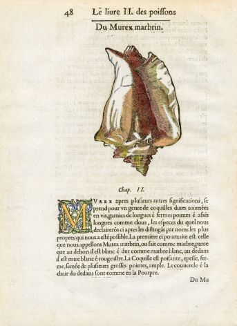 RONDELET SHELL PRINT -  MUREX - WOODCUT 1558