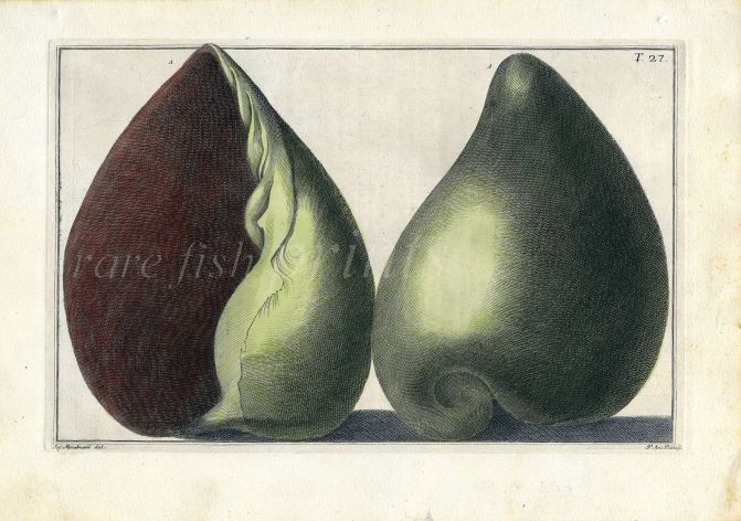GUALTIERI - CONCHOLOGY: SHELL - COCHLEA MARINA 1742