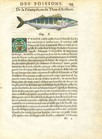 RODELET FISH PRINT - THE PELAMID  - WOODCUT 1558