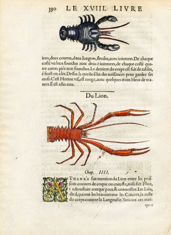 RONDELET  MARINE LIFE  - CRAYFISH & SHRIMP PRINT - WOODCUT 1558