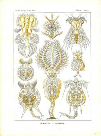 HAECKEL - ROTATORIA  - ROTIFERS - WHEEL ANIMALS print 