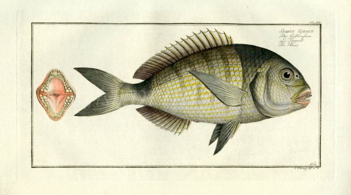 THE BASE fish print  1758 (Sparus Sargus)