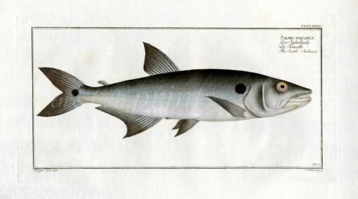 THE SICKLE SALMON 1794 (Salmo Falcatus print)