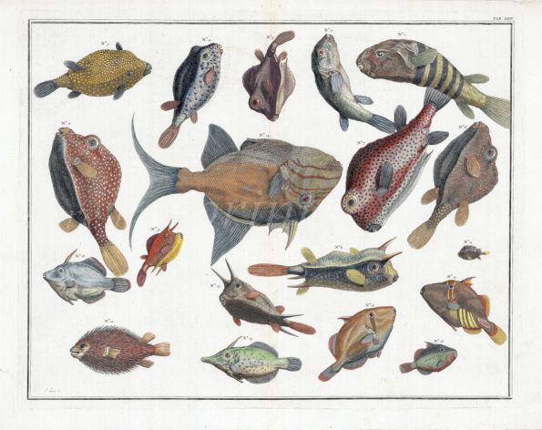SEBA - TRIGGERFISH, PUFFER, PORCUPINE, COW & BOXFISH print 1724 - 1769
