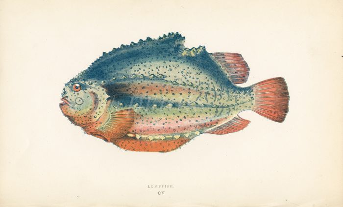 THE LUMPFISH print