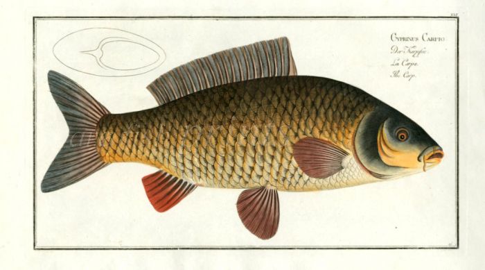 THE COMMON CARP Bloch fish print 1758 (Cyprinus Carpio)