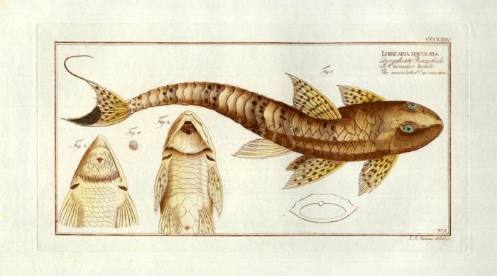 THE ARMOURED CATFISH Bloch fish print 1794 (Loricaria Maculata) 