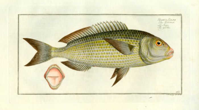 THE GOLDIN print 1758  (Sparus Salpa)