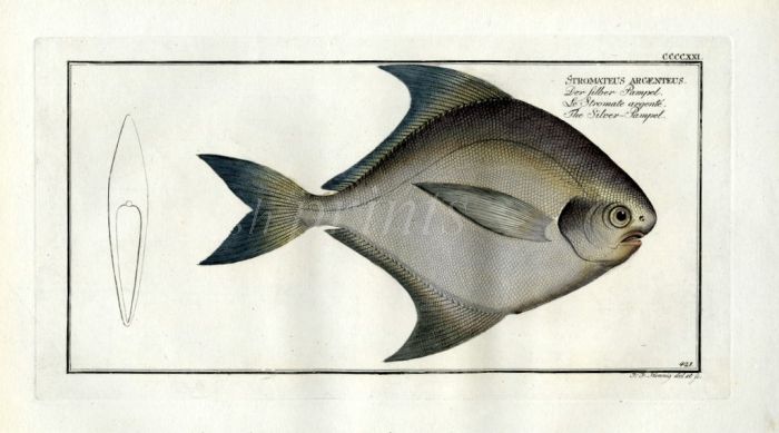 THE SILVER PAMPEL Stromateus Argenteus print
