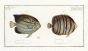  THE BLUE RING ANGELFISH  Bloch fish print  (Chaetodon Annularis)  